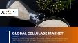 Global Cellulase Market (2023 Edition): Analysis By Source (Fungi, Bacteria, Cell Culture, Others), End-Use Industry, By Region, By Country: Market Insights and Forecast (2019-2029)